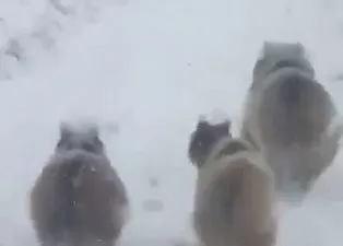 Kış uykusuna yatmayan ayılar şaşırttı