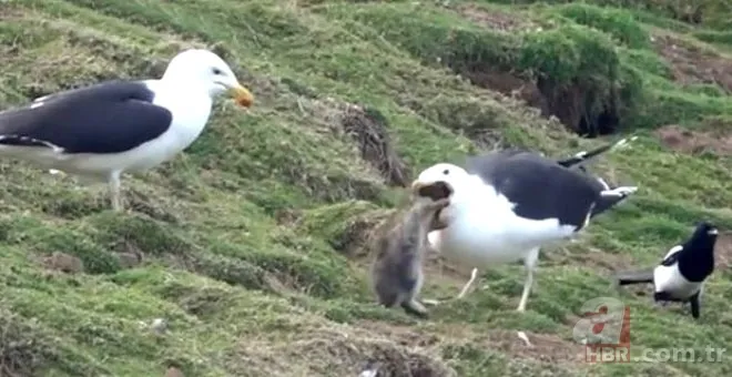 Oltasına takıldı! Neye uğradığını şaşırdı 8