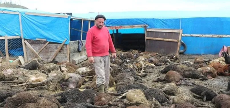 Çadırda havasız kalan 100 koyun telef oldu