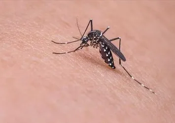 Sivrisineklerden bulaşıyor! DSÖ 'salgın' uyarısı yaptı! Türkiye'de risk var mı?