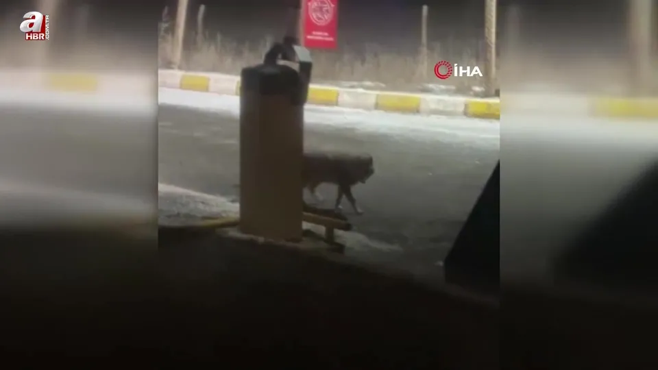 Havalimanı girişinde kurt görüntülendi