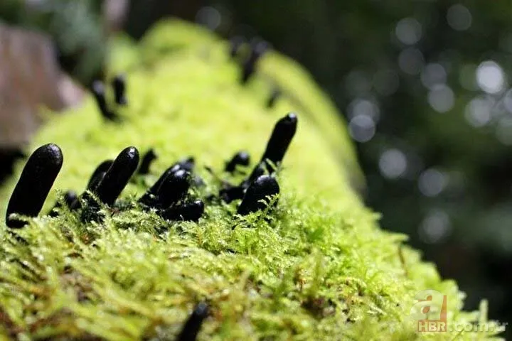 Ormanda yürüyüş yaparken karşısına çıktı! Ölü adamın parmakları kan dondurdu 8