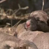 Yavru köpekleri ölüme terk ettiler