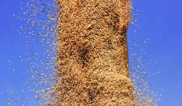 Yerli tohumluk buğdayın hasadı başladı