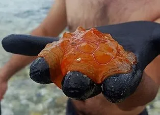 Nadir görülen bir tür! Poşet sandı ama gerçek çok başka çıktı