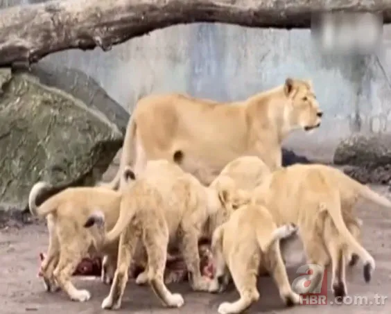 Hayvanat bahçesinden kan donduran çağrı: Evcil hayvanlarınızı yırtıcılara yem yapalım 7