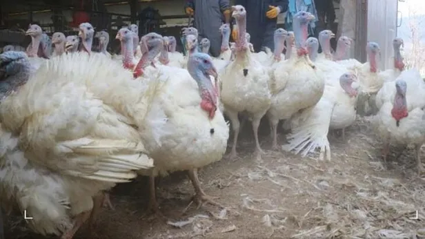 Hindi fiyatları ne kadar, kaç TL? 2022 Hindi fiyat listesi açıklandı mı, belli mi? İşte fiyatlar...