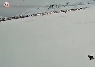 Tatvan’da kurt görüntülendi