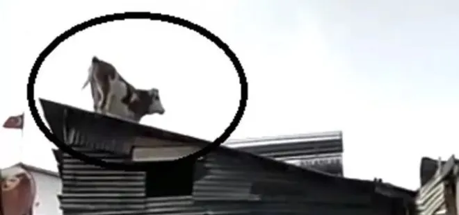 Bayburt’ta çatıdaki ineği gören vatandaşlar gözlerine inanamadı