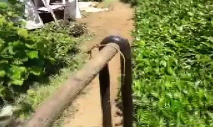 Rize’de çay bahçesinde tehlike uyarısı! 2 metrelik yılan...