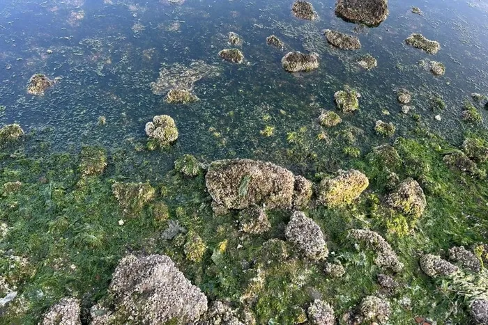 İzmir'i deniz marulu sardı: Tüm zamanların en kötüsü - 4
