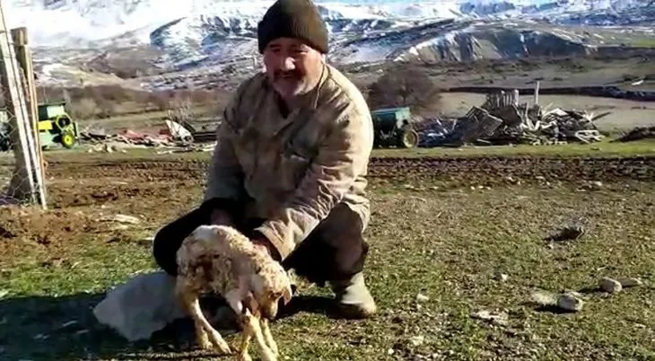Tunceli’de şaşkına çeviren olay! Ağıla girince şoke oldu: 56 yaşındayım böyle bir şey görmedim