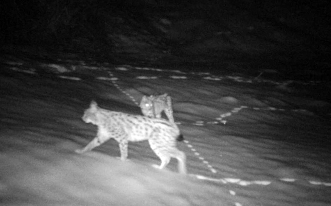Vahşi doğa belgesellerini aratmayan görüntüler Türkiye’den! Tek bile görüntülenemezken...