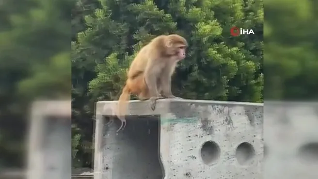 Firari maymun görenleri şaşkına çevirdi!
