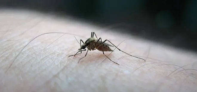 İstanbulluların sivrisinek çilesi her geçen gün artıyor: Isırınca ateşlenmeye neden oluyor