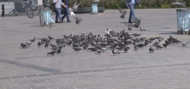 Dehşete düşüren görüntü! Eminönü Meydanı’ndaki kuşları arabasıyla ezdi