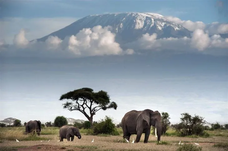 Kilimanjaro Dağı’nın eteklerinde doğal yaşam