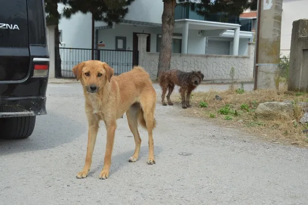 sakaryada-korkunc-olay-sokak-kopegi-yasli-adami-agir-yaraladi-1655801547959.jpg Sakarya’da korkunç olay! Sokak köpeği yaşlı adamı ağır yaraladı - 3
