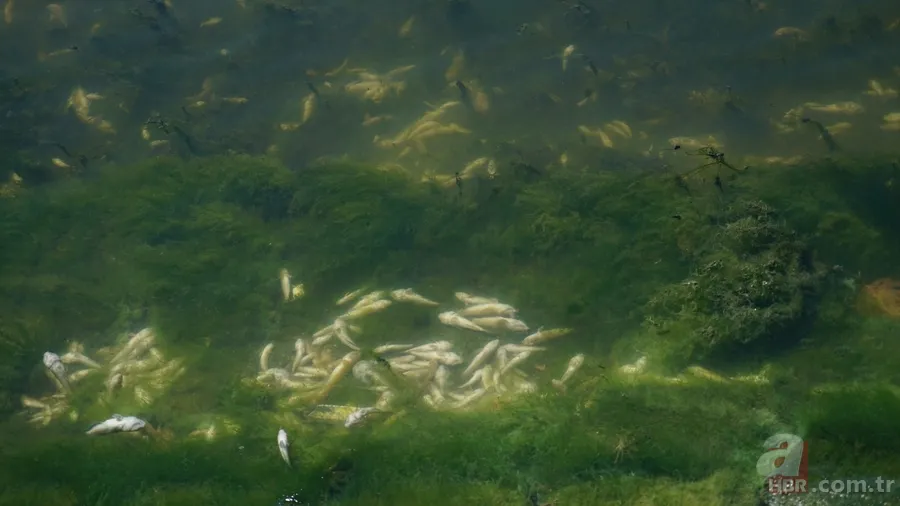 İstanbul'da büyük skandal ve acı veren görüntüler! Küçükçekmece'deki balık ölümlerinin nedeni ne? 4