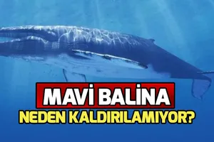 Mavi Balina oyunu nedir?