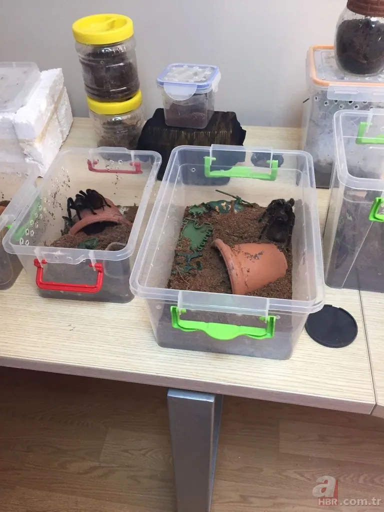 Terör operasyonundan tarantula çıktı 8