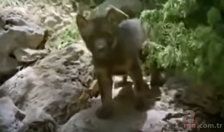 Dev kartalın nefes kesen kurt avı! Anne kurdun hatası pahalıya mal oldu 7