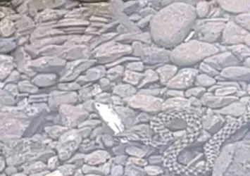Osmaniye'de yılanın balık avı kamerada