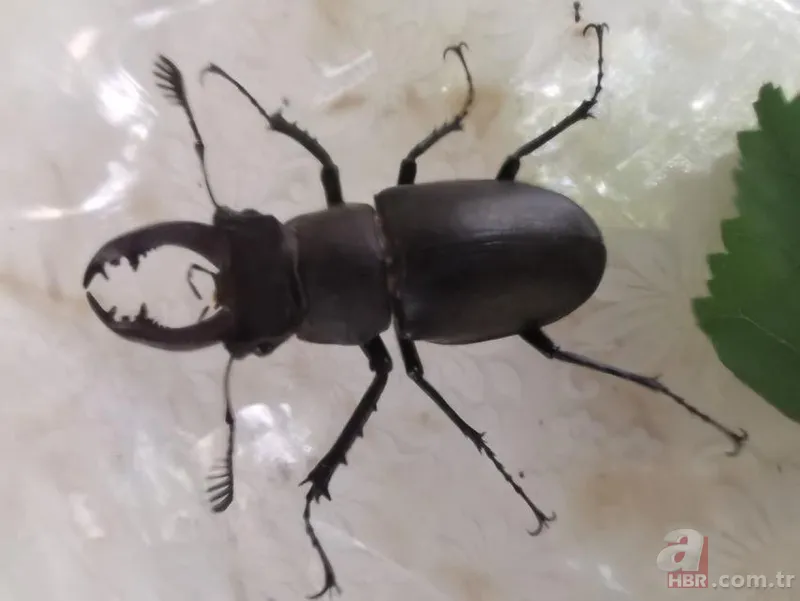 Koronavirüs nedeniyle sokağa çıkmak yasaklanmıştı! Sokakta yıllardır görülmeyen misk kedisi görüntülendi 7