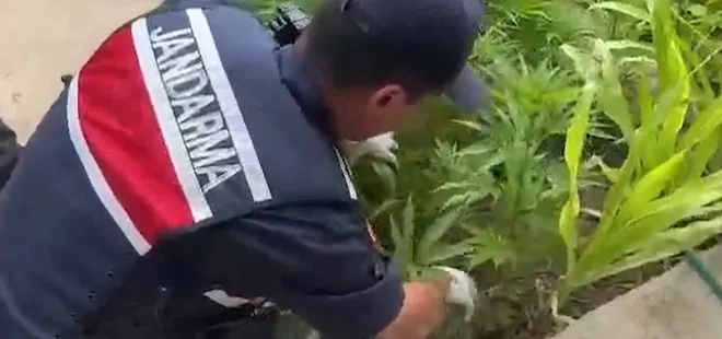 Kırıkkale’de evin bahçesinde bin 53 kök kenevir ele geçirildi: 2 gözaltı