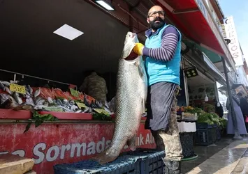 Keban Barajı'nda yakalandı! Tam 1,5 metre uzunluğunda 63 kg ağırlığında