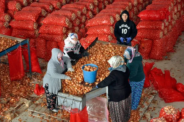 1621284180456.jpg Başkan Erdoğan duyurmuştu! TMO'dan flaş açıklama: 10 gün içerisinde hesaplara yatacak - 3