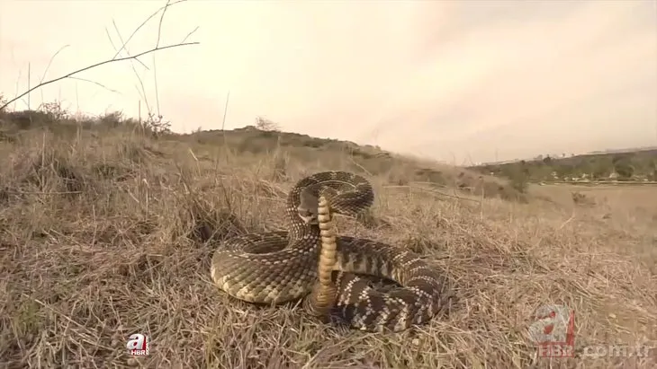 Komodo ejderinin çıngıraklı yılan avı! Özel gözlerine rağmen yem olmaktan kurtulamadı | Canlı canlı yavaş yavaş yedi