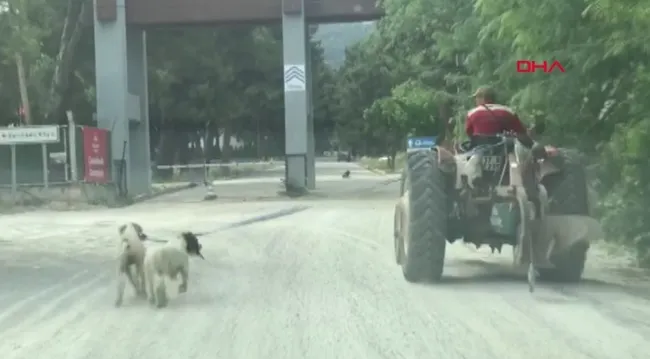 Çanakkale’de çiftçi iki köpeğini traktöre bağlayıp götürdü! Vatandaşlar tepki gösterdi - 2