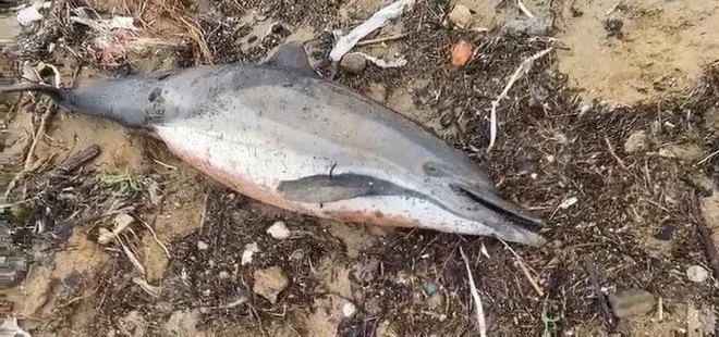 İstanbul’da korkutan görüntü! 24 ölü yunus balığı kıyıya vurdu | Yunus ölümlerinde savaş izi ihtimali