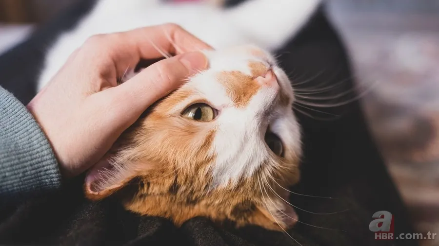 Kokunuz kedinizle aranızdaki bağın temeli olabilir! İşte şaşırtan detaylar 3