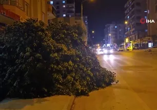 Mersin’de şiddetli rüzgar ağaçları devirdi