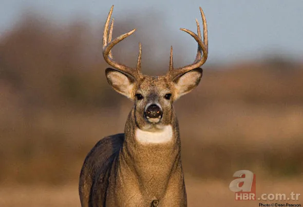 Uğur böceğinin mucizesi meğer kanatlarındaymış! 33