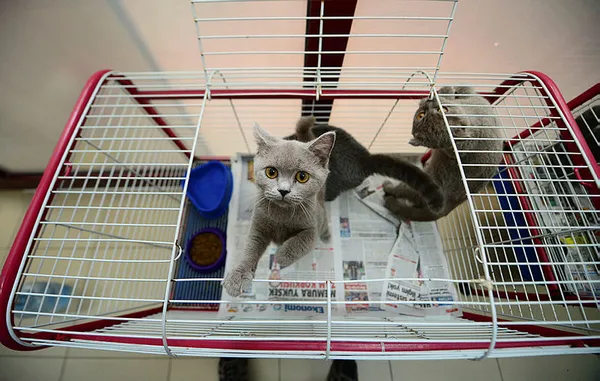 TBMM’de kabul edildi: Hayvanları Koruma Kanunu ve Türk Ceza Kanununda değişiklik!