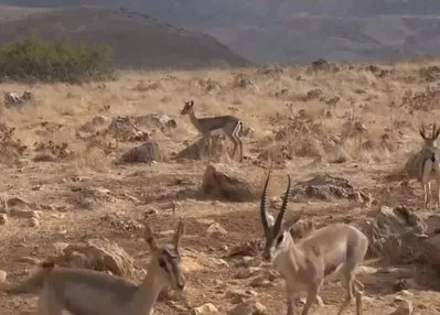 Hatay’ın nazar boncuğu: Dağ Ceylanları