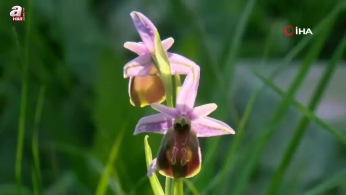 Muğla'da yok olmanın eşiğindeki ‘Likya salebi’ne koruma