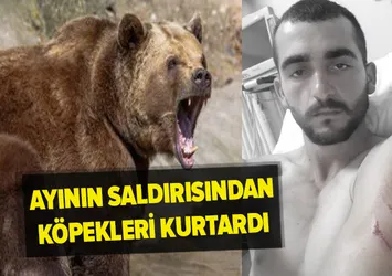 Ayının saldırısından köpekleri kurtardı