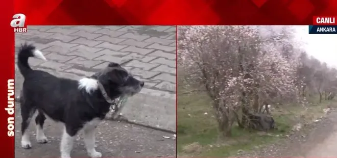 Son dakika: Yine Ankara yine köpek katliamı!