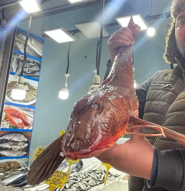 orduda-yakalandi-agirligi-4-kilo-olan-baligin-fiyati-sasirtti-1646906519684.jpg Ordu’da yakalandı! Ağırlığı 4 kilo olan balığın fiyatı şaşırttı - 1