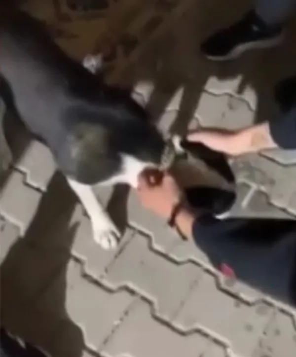 bursada-kopege-akilalmaz-iskence-zorla-alkol-icirdikleri-yetmedi-o-anlari-sosyal-medyada-paylastilar-1652966595711.jpg Bursa’da köpeğe akılalmaz işkence! Zorla alkol içirdikleri yetmedi o anları sosyal medyada paylaştılar - 4