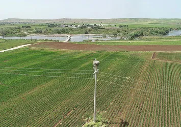 Dicle Vadisi'nde muhteşem görüntü! Leylekler akın etti