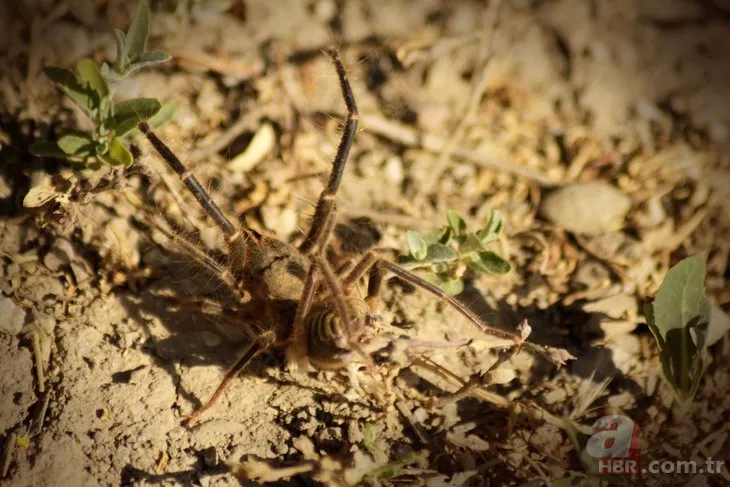 Ölümcül örümcek o ilimizde çıktı! ‘Sarıkız’ et ile besleniyor… 🕷