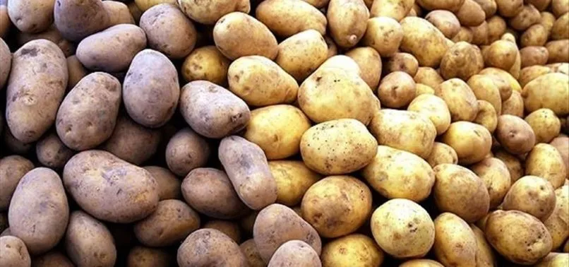 Tarım ve Orman Bakanlığı: Yerli iki patates çeşidi geliştirildi