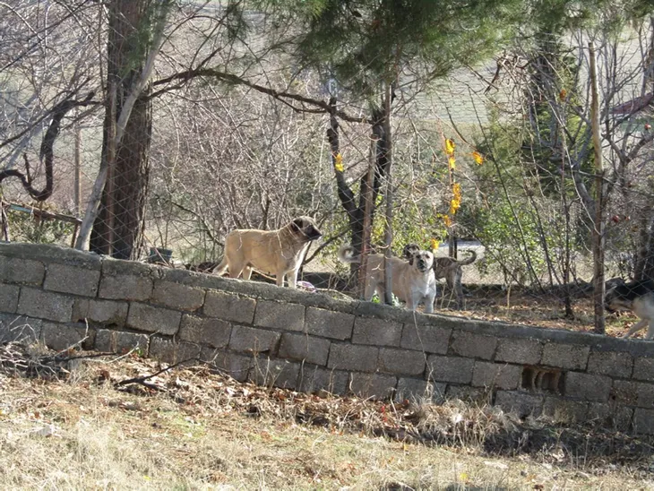 adiyamanda-6-kopek-16-yasindaki-kiza-saldirdi-1578687991358.jpg Adıyaman'da 6 köpek 16 yaşındaki kıza saldırdı - 2