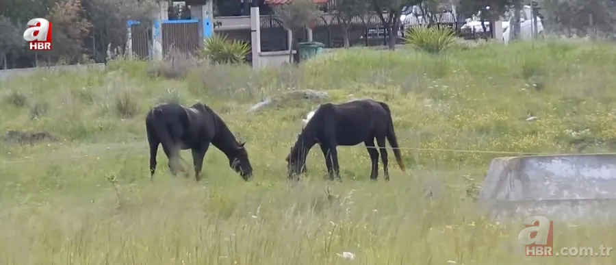Hayvanat bahçesinden kan donduran çağrı: Evcil hayvanlarınızı yırtıcılara yem yapalım 5
