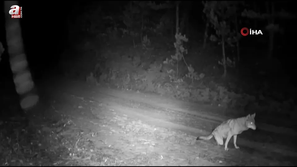 Çankırı’da yaban hayatı kamerada